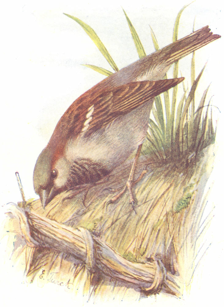 BIRDS. House Sparrow  1901 old antique vintage print picture